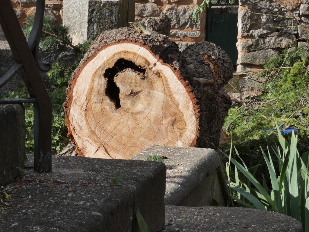 Le cèdre abattu à Rennes-le-Château